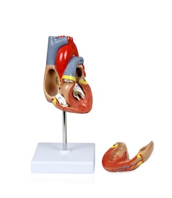 Walter Products Life-size Heart Model 3 x 3 x 4.5 in. | Buy Online | Walter Products&trade; | Fisher Scientific