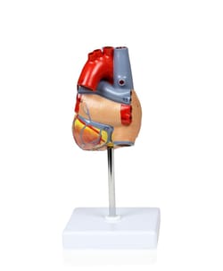 Walter Products&trade;&nbsp;Life-size Heart Model
