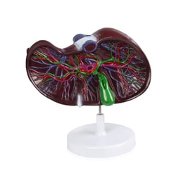 Walter Products Liver Model with Network of Vessels Liver Model; Dimensions