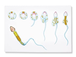 Walter Products Spermatogenesis Model Spermatogenesis Model; Dimensions