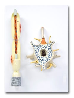 Walter Products™ Neuron Model