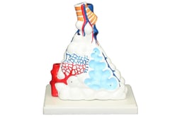 Walter Products Alveolus Model 8 x 6 x 11 in. | Buy Online | Walter Products&trade; | Fisher Scientific