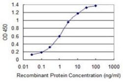 ARFIP2 Antibody (2B5), Novus Biologicals 0.1 mg | Buy Online | Novus Biologicals | Fisher Scientific