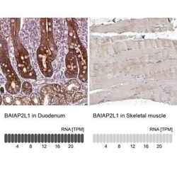 BAIAP2L1 Antibody, Novus Biologicals 0.1 mL | Buy Online | Novus Biologicals | Fisher Scientific