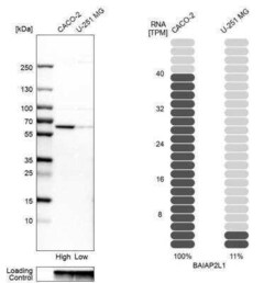 BAIAP2L1 Antibody, Novus Biologicals 0.1 mL | Buy Online | Novus Biologicals | Fisher Scientific