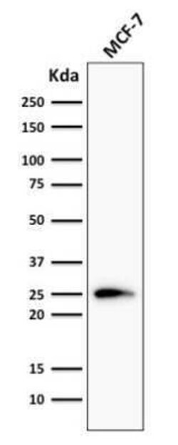 Bcl-2 Antibody (124) - Azide and BSA Free, Novus Biologicals 0.1 mg; Unconjugated:Antibodies,