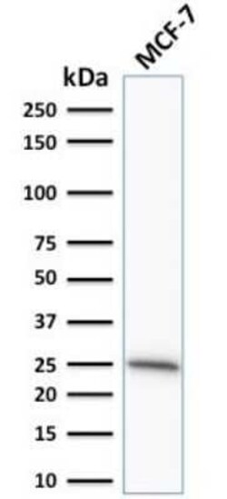 Bcl-2 Antibody (SPM530) - Azide and BSA Free, Novus Biologicals 0.1 mg | Buy Online | Novus Biologicals | Fisher Scientific