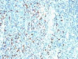 Biotin (Vitamin B7 or Vitamin H) Antibody (Hyb-8) - Azide and BSA Free,