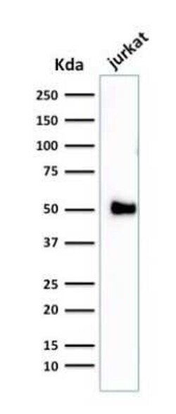 CD2 Antibody (1E7E8.G4) - Azide and BSA Free, Novus Biologicals 0.1 mg;