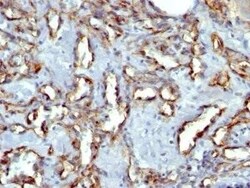 CD31/PECAM-1 Antibody (C31.3 + JC/70A) - Azide and BSA Free, Novus Biologicals 0.1 mg | Buy Online | Novus Biologicals | Fisher Scientific