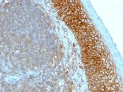CD44 Antibody (SPM544) - Azide and BSA Free, Novus Biologicals 0.1 mg;