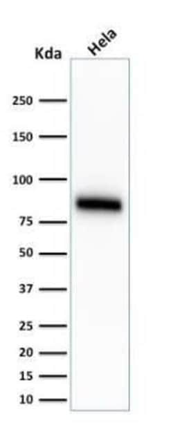 CD44 Antibody (SPM544) - Azide and BSA Free, Novus Biologicals 0.1 mg;