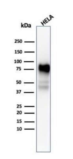 CD44 Antibody (SPM544) - Azide and BSA Free, Novus Biologicals 0.1 mg;