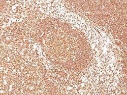 CD45 Antibody (2B11) - Azide and BSA Free, Novus Biologicals 0.1 mg | Buy Online | Novus Biologicals | Fisher Scientific