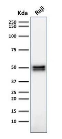 CD79A Antibody (HM47/A9) - Azide and BSA Free, Novus Biologicals 0.1 mg | Buy Online | Novus Biologicals | Fisher Scientific