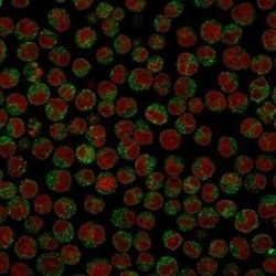 CD79A Antibody (SPM549) - Azide and BSA Free, Novus Biologicals 0.1 mg,