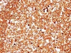 CD79A Antibody (SPM549) - Azide and BSA Free, Novus Biologicals 0.1 mg,