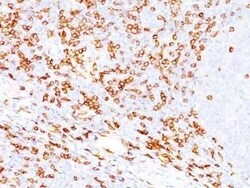 CD8 Antibody (SPM548) - Azide and BSA Free, Novus Biologicals 0.1 mg | Buy Online | Novus Biologicals | Fisher Scientific