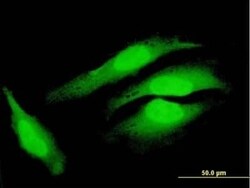 COPS8 Antibody, Novus Biologicals 0.05 mg | Buy Online | Novus Biologicals | Fisher Scientific