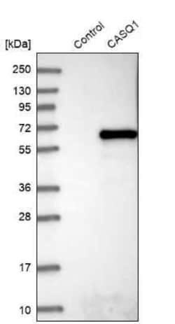 Calsequestrin 1 Antibody, Novus Biologicals 0.1 mL, Unconjugated:Antibodies,