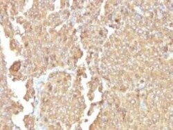 Chromogranin A Antibody (LK2H10 + PHE5) - Azide and BSA Free, Novus Biologicals 0.1 mg | Buy Online | Novus Biologicals | Fisher Scientific