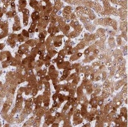 Cytochrome P450 2A6 Antibody, Novus Biologicals 25 &mu;L; Unconjugated:Antibodies,