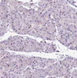 Cytochrome P450 2A6 Antibody, Novus Biologicals 25 &mu;L; Unconjugated:Antibodies,