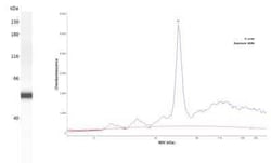 Cytochrome P450 2A6 Antibody, Novus Biologicals 25 &mu;L; Unconjugated:Antibodies,