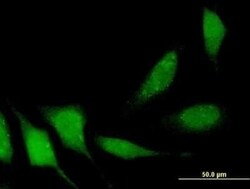 DIP13B Antibody (1C10), Novus Biologicals 0.1 mg | Buy Online | Novus Biologicals | Fisher Scientific
