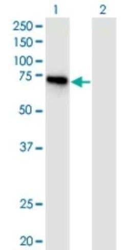 DIP13B Antibody (1C10), Novus Biologicals 0.1 mg | Buy Online | Novus Biologicals | Fisher Scientific
