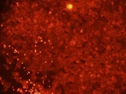 DOG1/TMEM16A Antibody (SPM580) - Azide and BSA Free, Novus Biologicals 0.1 mg | Buy Online | Novus Biologicals | Fisher Scientific