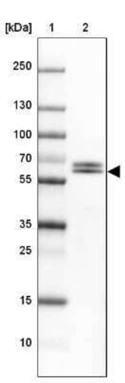 DPYSL4 Antibody, Novus Biologicals 0.1 mL | Buy Online | Novus Biologicals | Fisher Scientific