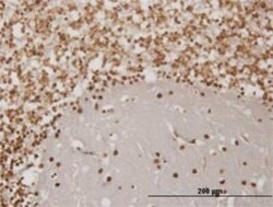 EN1/Engrailed 1 Antibody (1F5), Novus Biologicals 0.1 mg, Unconjugated:Anticorps,