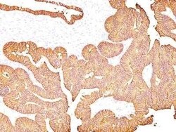 EpCAM/TROP1 Antibody (323/A3) - (ECD) - Azide and BSA Free, Novus Biologicals