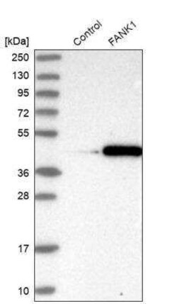 FANK1 Antibody, Novus Biologicals 0.1 mL | Buy Online | Novus Biologicals | Fisher Scientific