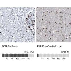 FKBP51/FKBP5 Antibody, Novus Biologicals 0.1 mL, Unconjugated:Anticuerpos