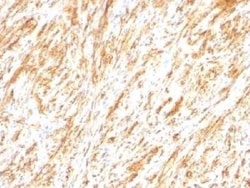 GFAP Antibody (SPM248) - Azide and BSA Free, Novus Biologicals 0.1 mg;
