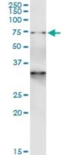 GTP-binding protein 1 Antibody (1H1), Novus Biologicals 0.1 mg | Buy Online | Novus Biologicals | Fisher Scientific