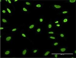 HDGFRP3 Antibody (1D1), Novus Biologicals 0.1 mg | Buy Online | Novus Biologicals | Fisher Scientific