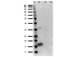 IL-1 alpha/IL-1F1 Antibody, Novus Biologicals 0.25 mg | Buy Online | Novus Biologicals | Fisher Scientific
