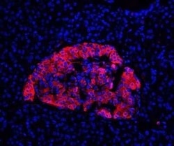 Insulin Antibody (E2-E3 + 2D11-H5 (same as INS04 + INS05)) - Azide and BSA Free, Novus Biologicals 0.1 mg | Buy Online | Novus Biologicals | Fisher Scientific