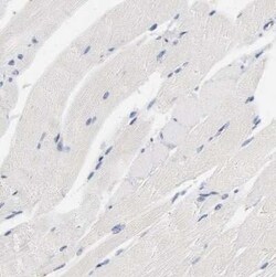 LMAN2 Antibody, Novus Biologicals 0.1 mL; Unconjugated:Antibodies, Polyclonal