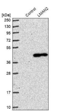 LMAN2 Antibody, Novus Biologicals 0.1 mL; Unconjugated:Antibodies, Polyclonal