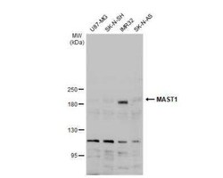 MAST1 Antibody, Novus Biologicals 0.1 mL | Buy Online | Novus Biologicals | Fisher Scientific