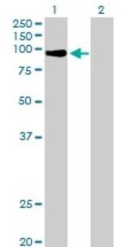 MZF1 Antibody, Novus Biologicals 0.05 mg | Buy Online | Novus Biologicals | Fisher Scientific