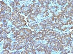 Mitochondria Antibody (MTC02) - Azide and BSA Free, Novus Biologicals 0.1