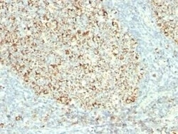 Mitochondria Antibody (MTC02) - Azide and BSA Free, Novus Biologicals 0.1