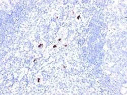 Myeloid Cell Marker Antibody (BM-1) - Azide and BSA Free, Novus Biologicals