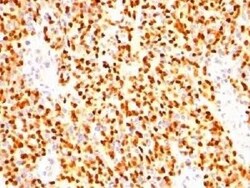 Myogenin Antibody (SPM144) - Azide and BSA Free, Novus Biologicals 0.1 mg | Buy Online | Novus Biologicals | Fisher Scientific