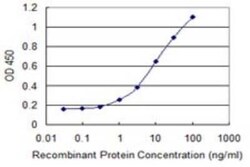 APPBP1 Antibody (2E9-D12), Novus Biologicals 0.1 mg, Unconjugated:Antibodies,